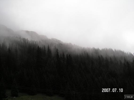 Las spowity mgłą