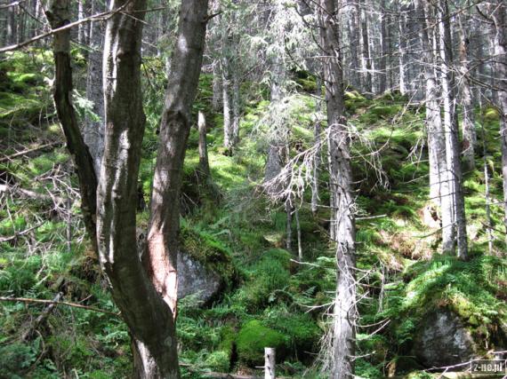 Stary las w Dolinie Bielovodskiej