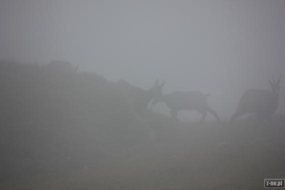 kozice we mgle