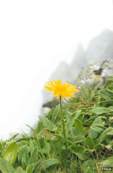 Górski kwiat na Orlej Perci