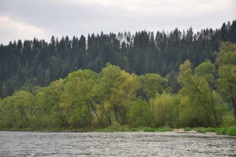 Czerwcowa wycieczka w Pieniny_4