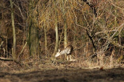 Sarenki na nowotarskich "złączach"_11
