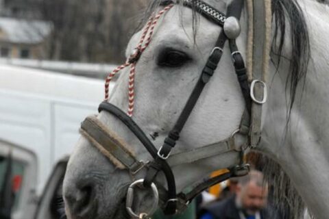 Wielka Majówka Tatrzańska 2010_92