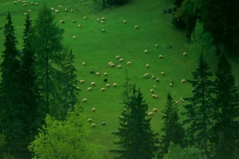 Widok z Nosala