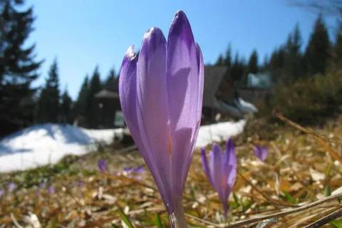 wiosna2
