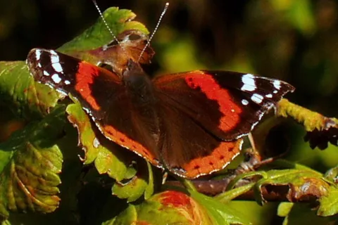 Motyl-przyjaciel