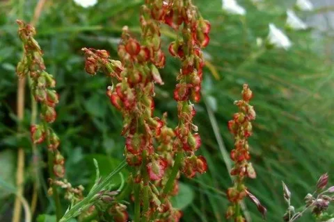 Pod Mieguszowiwcka Przelecza