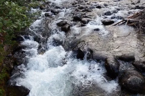 pokok Poprad