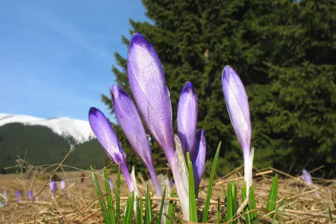 krokusy o poranku