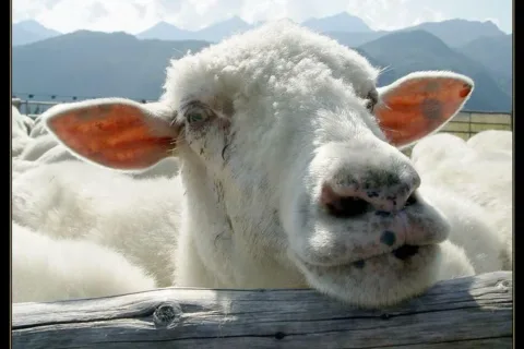 Jej portret...