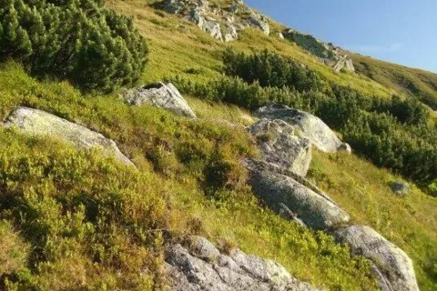 skalky Boru