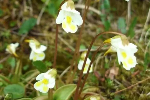 Nad Dumbierskym_Stiavnickym sedlom
