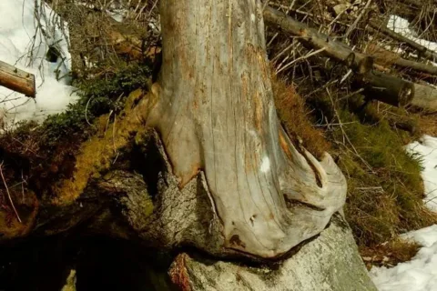 Pod Ostepmi