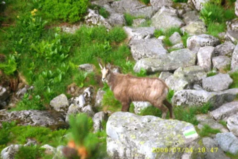 kozica