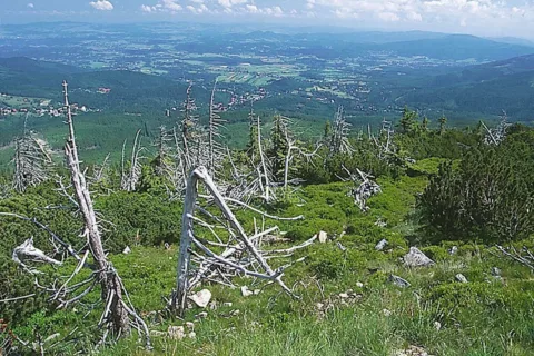 Kikuty drzew