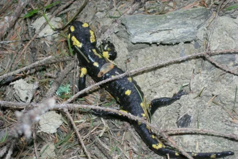Salamandra plamista