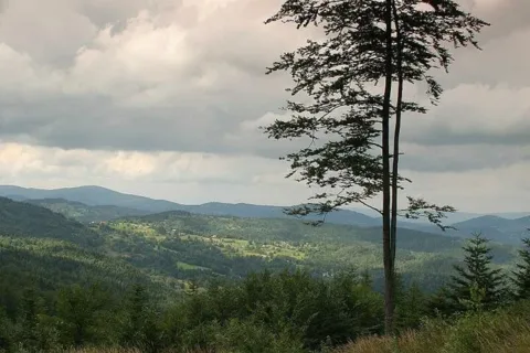 Drzewo w drodze na Halę Krupową - Beskid Żywiecki