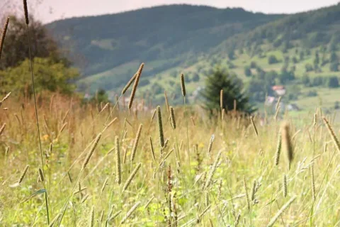 Beskid Makowski w Skomielnej Czarnej