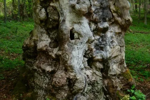 Pri Glackej ceste nad Malym Kyselom