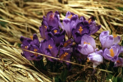 Krokusy