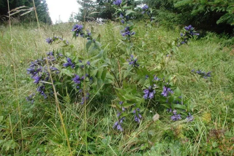 Przyroda