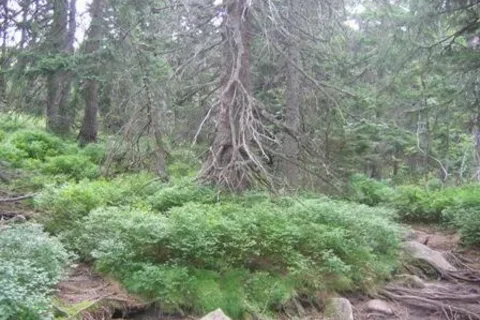 Las Gąsienicowy