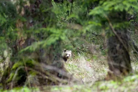 Widzę cie człowieku