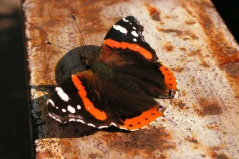 motyl