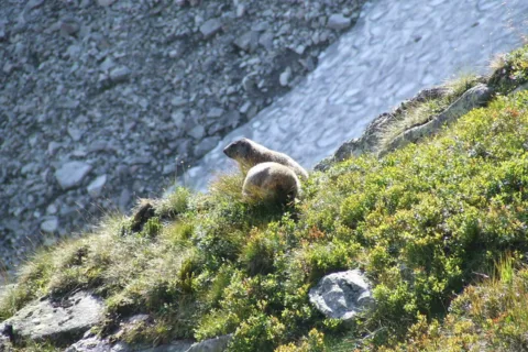 Swistaki na czarnym szlaku w drodze na przełęcz Świnicką