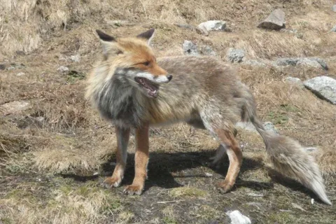 lisek