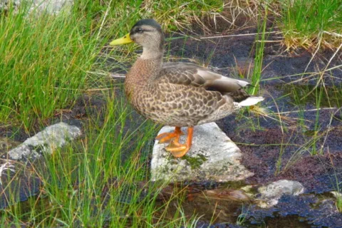 Kaczka Krzyżówka nad Zielonym Stawem