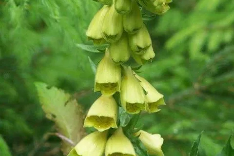 Naparstnica zwyczajna