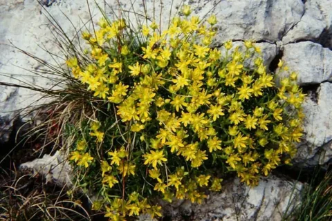 Skalnica nakrapiana