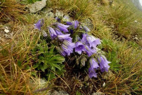dzwonek alpejski