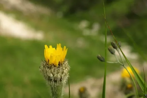 Kwiat nad źlebem