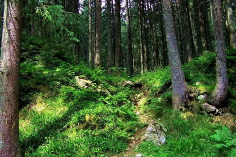 Szlak na Wołowiec