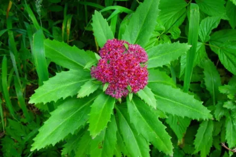 Rozchodnik Karpacki Sedum fabaria