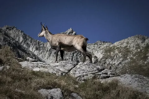Kozica