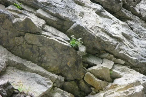Życie na skale