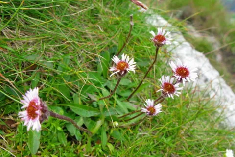 Przymiotno Jednokoszyczkowe Erigeron uniflorus