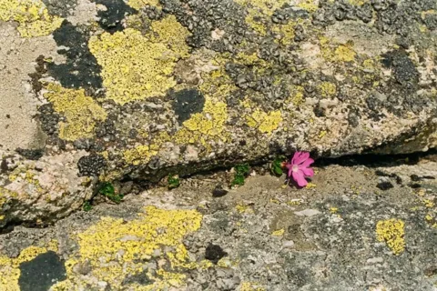 Butonierka tatrzańskiego granitu