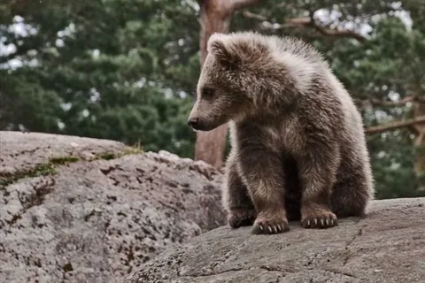 Mały Niedźwiadek. Ale nie myślcie ,że nie jest niebiezpieczny