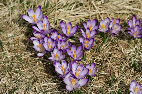 Krokusy