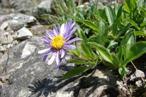 Aster alpejski