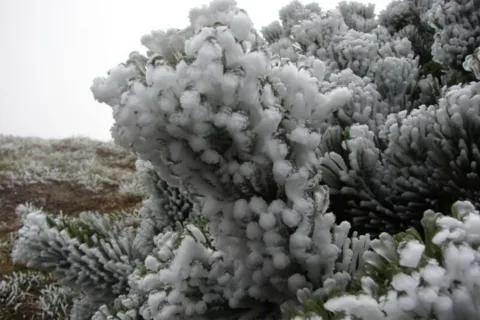 Lododrzewina