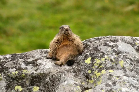 a świstak siedzi ...