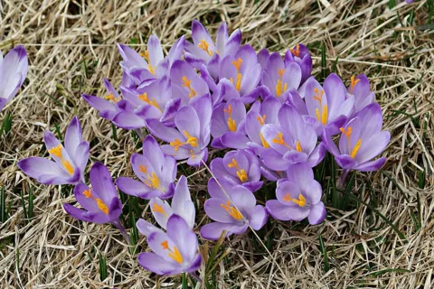 Krokusy