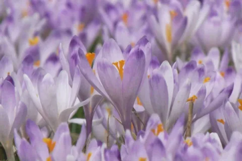 krokusy 2012