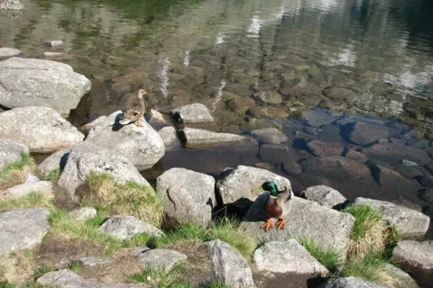 krzyżówki nad Czarnym Stawem Gąsienicowym