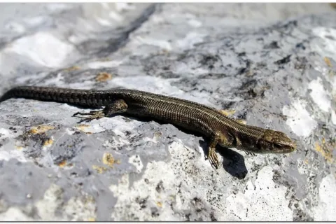 Jaszczurka
